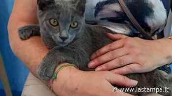 Nato con sei zampe il gatto Eni è stato operato a Treviso, ora cammina e gioca nella sua nuova casa - La Stampa