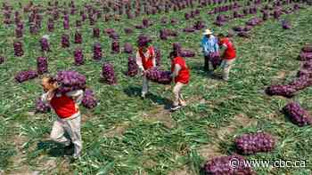 Why it's worth keeping 'close eye' on new Langya virus that's infecting dozens in China
