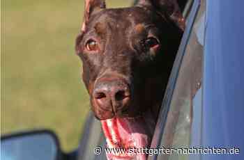 Heidelberg: Polizei befreit Hund aus heißem Auto - Baden-Württemberg - Stuttgarter Nachrichten