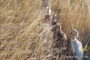 Schwanenfamilie watschelt mehrfach über die A4 und löst Unfall bei Gotha aus - TAG24