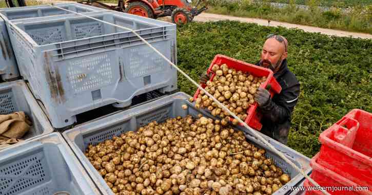 Idaho Potato Shortage Obvious on Produce Shelves, Spud Farmers Now Know What They Need to Do