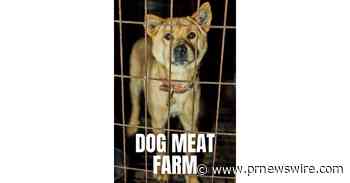 Last Chance for Animals, Animal Liberation Wave Undercover Investigation Unveils More Atrocities in South Korean Dog Meat Trade