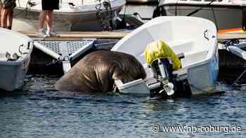 Tiere - Walross Freya in Norwegen eingeschläfert - Neue Presse Coburg