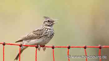 Tiere - Katzen-Ausgangsverbot in Walldorf endet vorzeitig - Neue Presse Coburg