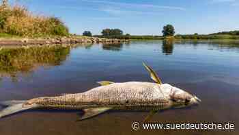 Umwelt - Schwedt/Oder - Giftstoffe in der Oder: Naturschützer fürchten Folgen - Wissen - SZ.de - Süddeutsche Zeitung - SZ.de