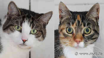 Vermittlung Tierheim Schwedt : Die Katzen Mia und Mimmi gibt es nur im Doppelpack - Märkische Onlinezeitung