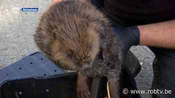 Jonge bever die week geleden uit Demer werd gehaald in Rotselaar dan toch ingeslapen - ROB-tv