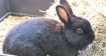 Tier der Woche: Zwergkaninchen Danica ist gerne mittendrin - Mindener Tageblatt