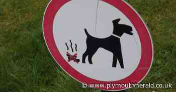 Plymouth dog owners 'least likely' nationwide to pick up dog poo - Plymouth Live