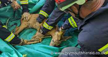 Roe deer rescued after getting stuck in a disused mine - Plymouth Live