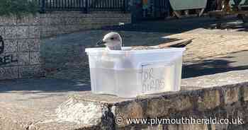 Baby seagull stays cool in makeshift bath - Plymouth Live