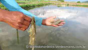 Projeto de Irrigação de Morada Nova troca arroz por camarão - Diário do Nordeste