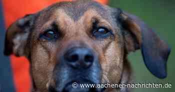 Dementer Mittfünfziger: Suchhund spürt Vermissten in Walheim auf - Aachener Nachrichten