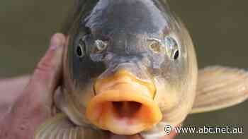 Why carp, one of Australia's worst introduced pests, could be a great budget-friendly fish - ABC News