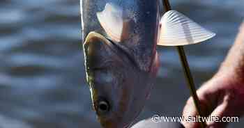 What's in a name? Illinois hopes to make invasive carp fish more palatable - SaltWire NS