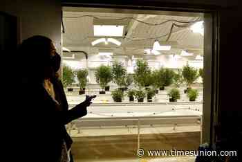 Court boosts minority-owned medical cannabis license application - Times Union