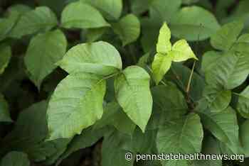 The Medical Minute: Don't let poison ivy ruin the day - Penn State Health News