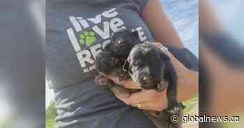 Alberta animal shelter in ‘panic mode’ over capacity concerns - Global News