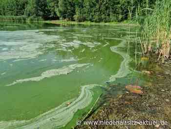 Cottbus: Baden verboten! Blaualgen im Madlower und im Branitzer See - NIEDERLAUSITZ aktuell