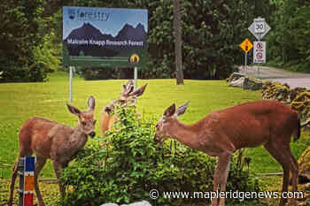 Museum hosts event at UBC research forest in Maple Ridge - Maple Ridge News