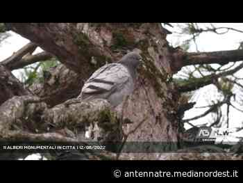BELLUNO | 11 ALBERI MONUMENTALI IN CITTA’ - ANTENNA TRE