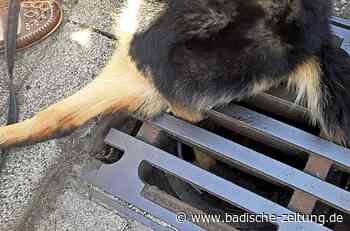 Feuerwehr zieht Pfote aus Gully - Kenzingen - badische-zeitung.de