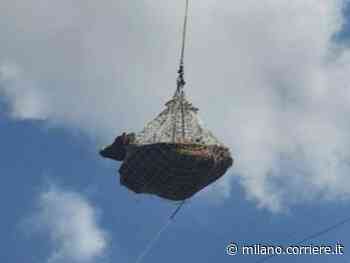 Lecco, mucca incinta cade in un dirupo: salvata con l’elicottero ai Piani Resinelli. Era in travaglio - Corriere Milano