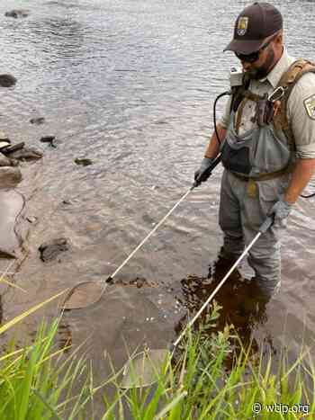 Sea lamprey navigate North Shore rivers as reports of the invasive species increase in parts of Lake Superior - wtip.org