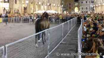 Palio dell’Assunta 2022 Fermo: ecco i cavalli protagonisti - il Resto del Carlino