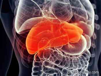 Synthetic “Forever Chemical” Found Widely in the Environment Linked to Liver Cancer