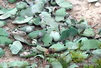 Es probable que Rusia use 'minas de mariposa' similares a juguetes en Ucrania, advierte el Reino Unido - El Diario NY