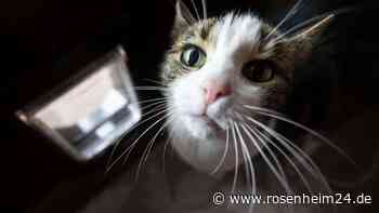 Katzen-Lockdown in Walldorf vorzeitig beendet