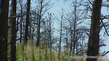 Boulder County proposes wildfire mitigation tax