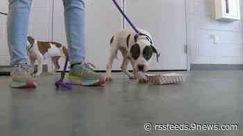 19 dogs from Kentucky arrive in Denver following record floods