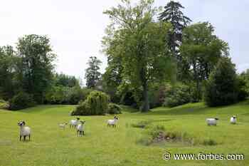 Gallerist Jean-Gabriel Mitterrand On French Artists Claude And Francois-Xavier Lalanne - Forbes