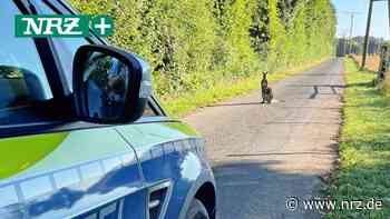 Goch: Die Polizei musste ein Känguru festnehmen - NRZ News