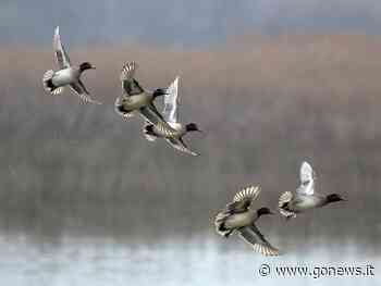 Sperimentazione del Consorzio 4 Basso Valdarno al Padule di Fucecchio - gonews