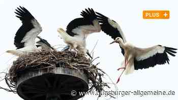 Landkreis Augsburg: Für die Störche im Landkreis Augsburg ist es ein gutes Jahr | Augsburger Allgemeine - Augsburger Allgemeine