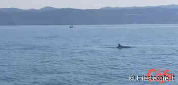 Sorpresa domenicale a Trieste, gruppo di delfini gioca nel Golfo! (VIDEO) - triestecafe.it
