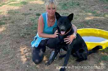 Tierheim Forchheim und Erlangen: Zu viele Hunde, Katzen und andere Tiere in Obhut - Fränkischer Tag