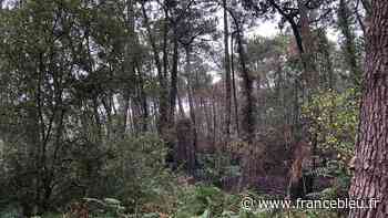 Un pyromane présumé arrêté en forêt de Chiberta à Anglet par la police nationale - France Bleu