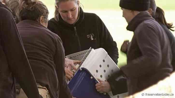 Red panda found in fig tree after escaping Australian zoo