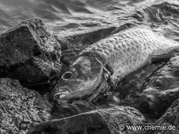 Oder-Fischsterben für Naturschützer Katastrophe - Ursachen ungeklärt