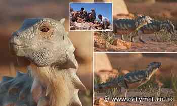 Never-before-seen armoured dinosaur is unearthed in Argentina