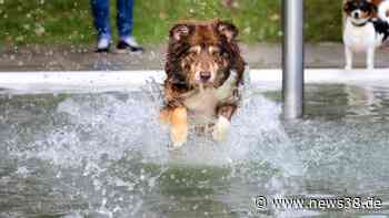 Hund in Braunschweig: Besondere Aktion für deinen Vierbeiner - News38