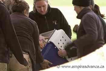 Red panda found in fig tree after escaping Australian zoo - Virden Empire Advance