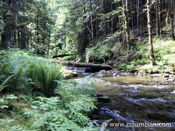 Siouxon Trail the jewel of the forest - The Columbian