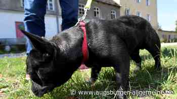 Hund frisst Köder mit Schrauben am Illerufer