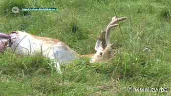 Vier damherten gedood door wolf in Helchteren - TV Limburg