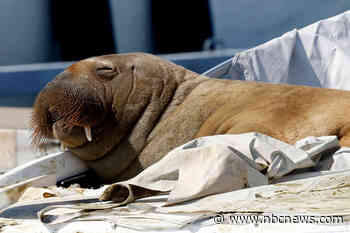 Norway euthanizes Freya, walrus who rose to fame for sinking boats